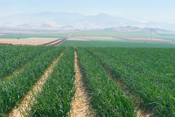 Onion field with mountains in the distance