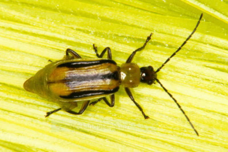 Rootworm