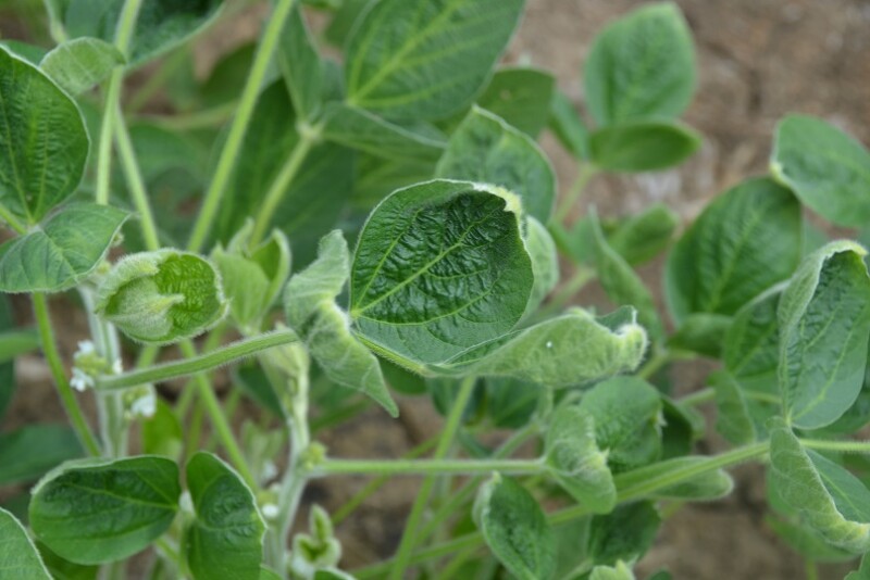 Cupping caused by dicamba damage in soybeans