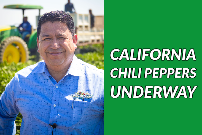 Gabriel Andrade, sales manager for Progressive Produce, says the company is beginning harvest of California chili peppers.