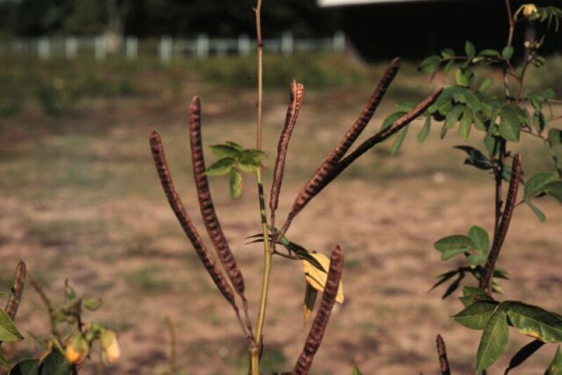 coffee_senna