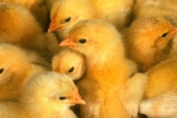 Chicken_Chicks_Poultry