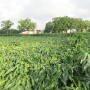 crop insurance
