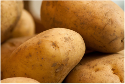 “Archive is a powerful pre-mix fungicide that will help growers combat the major storage pathogens that threaten their crop,” says Heather Ambuehl, post-harvest lead at Syngenta. 