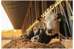 The next frontier will be an increased focus on feed efficiency and will also be centered on expanding the digestible fiber pool. 