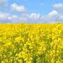 Canola-field-300x201_0_1.jpg