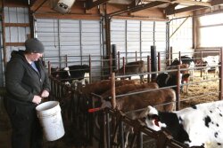 In a March 20, 2019 photo, Staci Sexton, owner of Schoene Kuh (that's German for "Beautiful Cow") Dairy feeds heifers in her barn near Millville, Minnesota. 