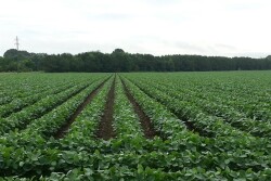 Soybeans Miss cc070114