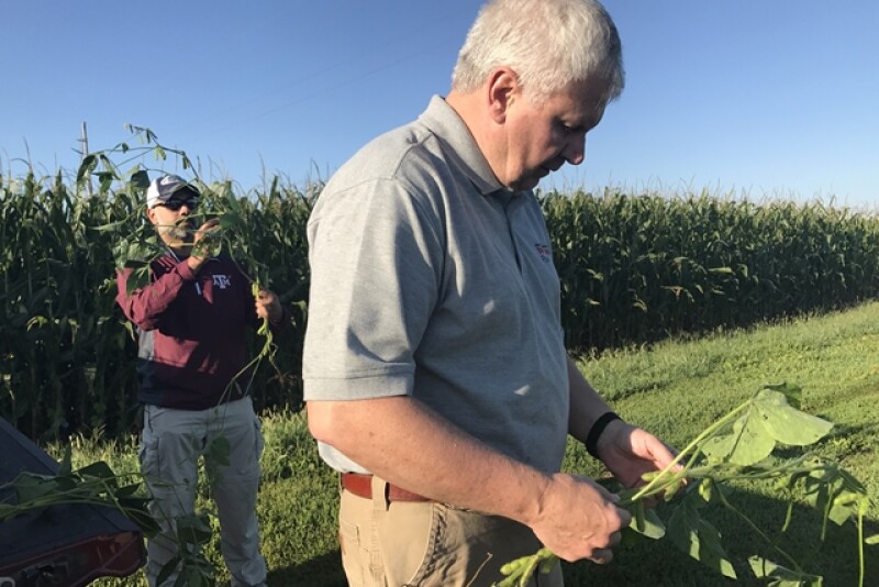 Crop Tour - Scouting beans in Illinois