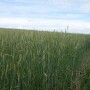 Rye