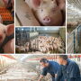 Pig Collage