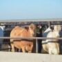 Three steers.GH_.JPG