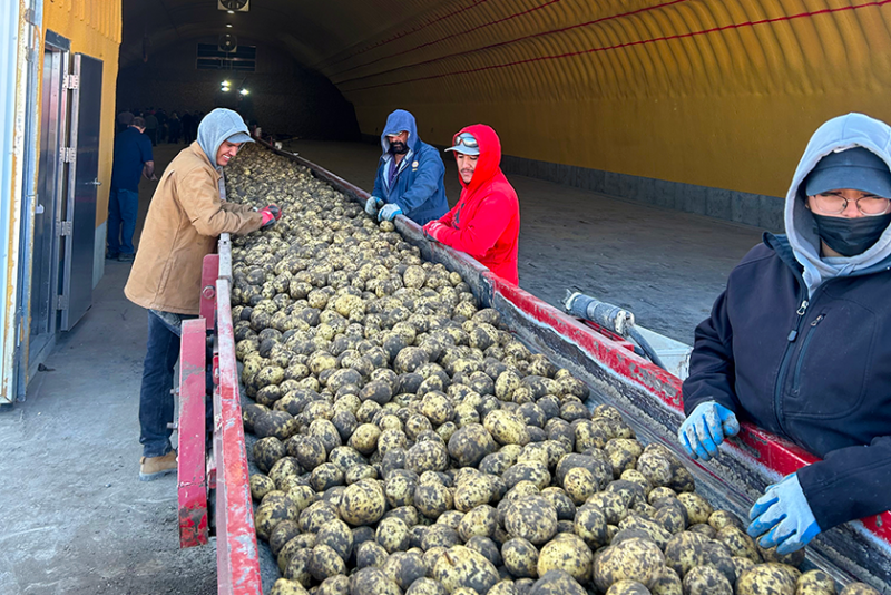 Potatoes on a conveyor belt at Wada Farms during the Idaho Potato Commission’s September 2023 harvest tour