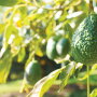 Although U.S. avocado volume from Mexico had dropped to about 25 million pounds per week at times during the summer, Bob Lucy, partner at Del Rey Avocado Co. Inc., says movement may increase to nearly 40 million pounds by the end of September.