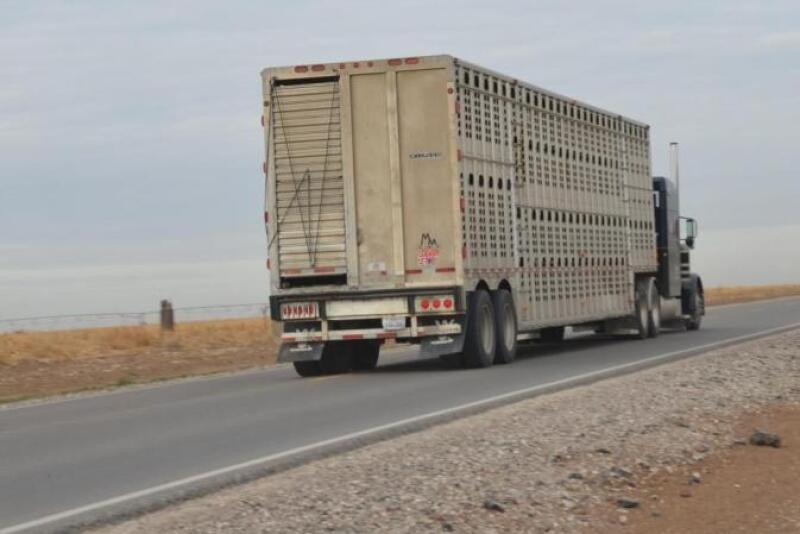 Livestock hauling