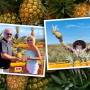 dole pineapple tour
