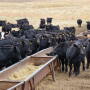 AL Ranch