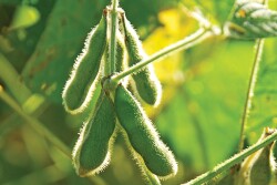A challenging growing season in the U.S. and a turnaround in Chinese demand facilitated a black swan event to change the soybean outlook.