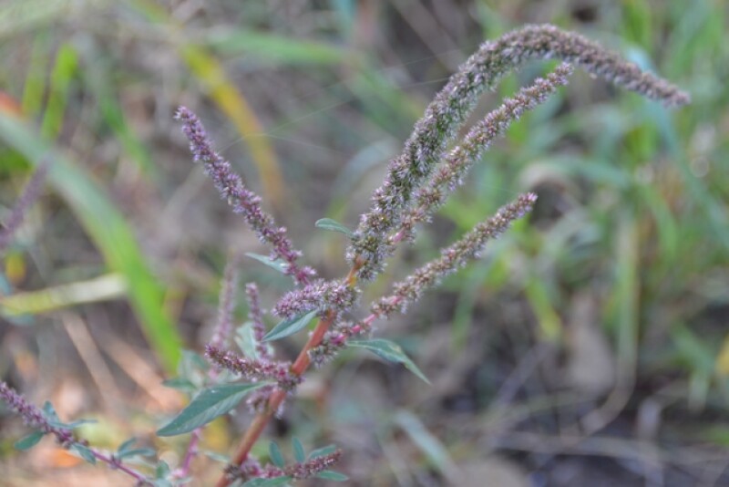 Waterhemp_(2)