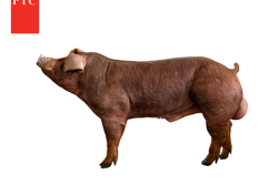PIC®800 Drives Profit Through Consistent, Higher-Performing Progeny