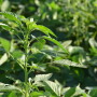 For retailers, this will change the products and services you sell for crop protection and custom application. 