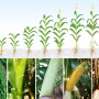 Corn Growth Stages