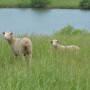 Sheep_Lamb