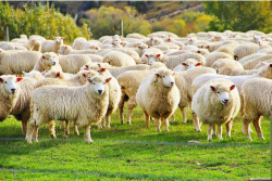 Sheep.png