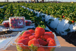 A clear, open clamshell-style container of strawberries is in the foreground. Three more closed containers of strawberries are behind it and slightly out of focus. The background is out of focus, showing a field of strawberry plants and a picking crew in the far back.