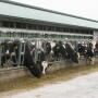 Raising replacement heifers is a significant expense for most dairy farms, ranking in the top tier of annual costs. But it’s also a necessary one, to ensure the future and genetic advancement of the herd. 