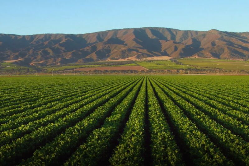 A Nunes family farm in the Salinas Valley. 