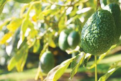 Although U.S. avocado volume from Mexico had dropped to about 25 million pounds per week at times during the summer, Bob Lucy, partner at Del Rey Avocado Co. Inc., says movement may increase to nearly 40 million pounds by the end of September.