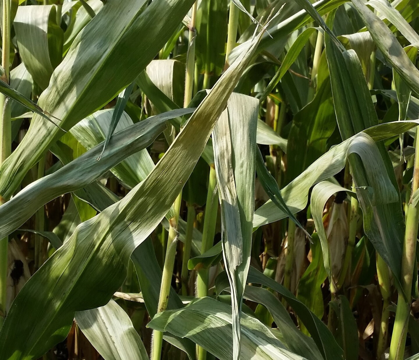 Frost Forecast Threatens Corn And Soybeans This Week - AgWeb