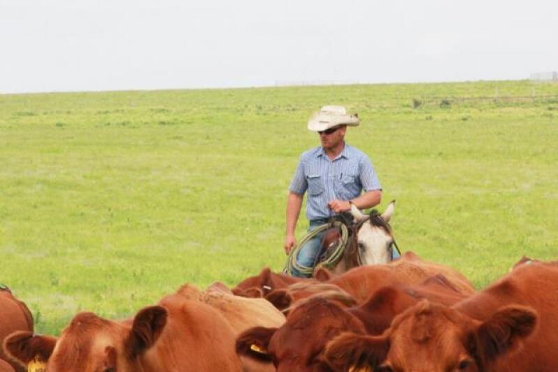 BT_Cowboy_Cows