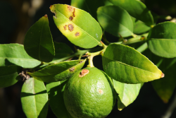 Citrus canker leaf, stem and fruit lesions
