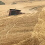 Neiffer and Barron visited a farmer’s field about two miles north of Waitsburg up Whoomenup Hollow (yes that is the name) to watch wheat harvest.