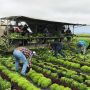 Many California produce grower-shippers keep their workers harvesting even at times there is little demand for product so that they stay busy and don't leave for another operation. 
