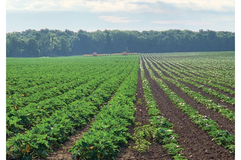 A squash harvest at Torrey Farms.