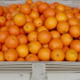calif citrus mutual oranges