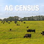 Nebraska, with 1.9 million beef cows, the fourth-largest state by beef cow numbers, is home to the nation’s top three beef counties. 