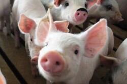 Piglets_pigs_baby_swine_(8)