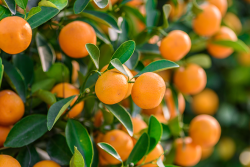 Mandarin oranges