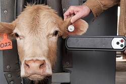 APHIS ear tag.jpg