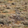 Bi-state sage grouse