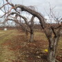 Michigan fruit trees