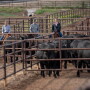 Moving bulls to the sorting pen behind the sale ring at Gardiner Angus Ranch's 40th Production Sale are Peyton Redfearn, a senior at Texas A&M, left; Drew Sherrerd, Wayne, Okla., and Adelaide Kline, a senior at Oklahoma State, right. 

