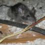 Mouse chewing on wire