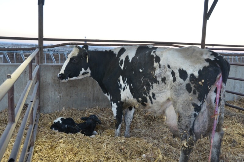 Fresh cows should be checked daily to help identify problems quickly.