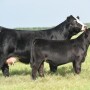 Simmental cow-calf