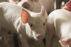 Pork exports in May were steady with last year’s pace, while value increased 1% to $567.8 million – the highest monthly value total since April 2018. 

